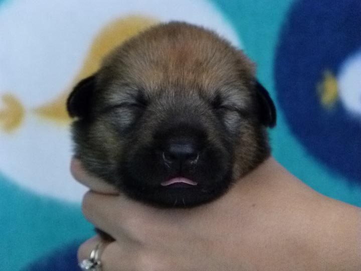 chinook puppy